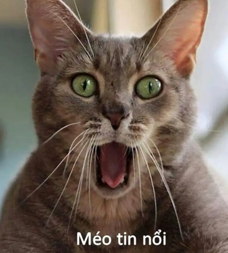 Sốc toàn tập với loạt meme sốc hài hước, gây cười té ghế!