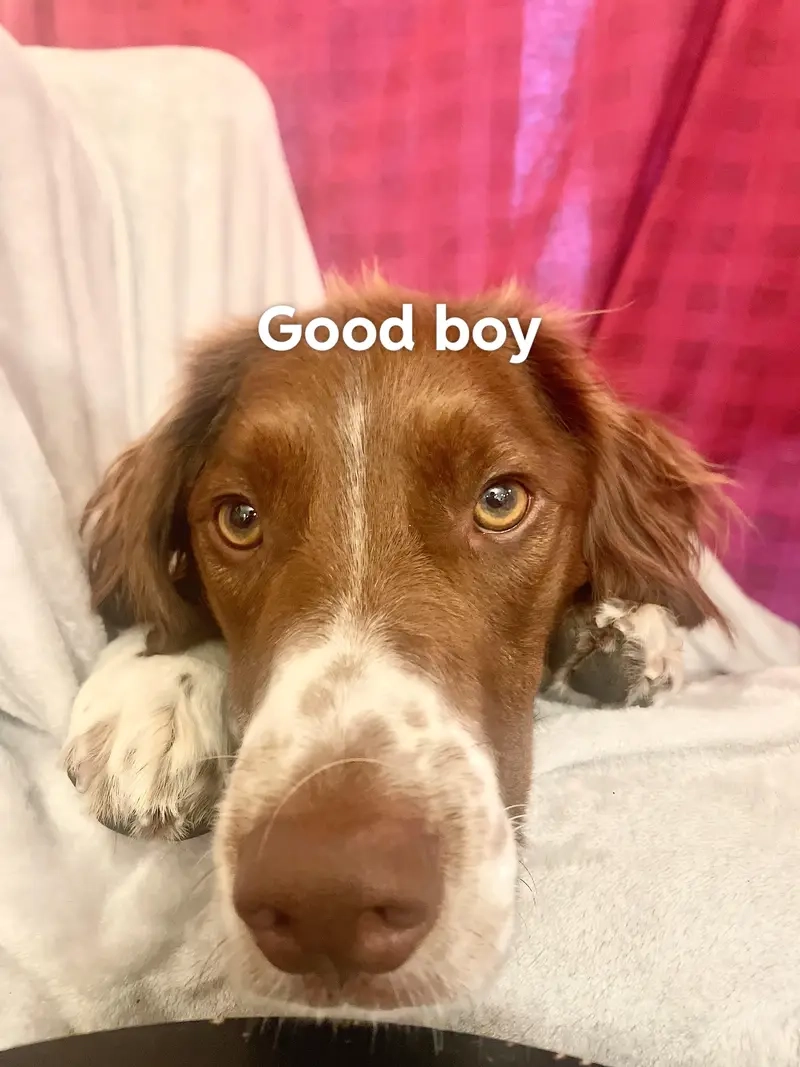 Cười nhẹ nhàng cùng meme good boy trong meme template chung thú vị