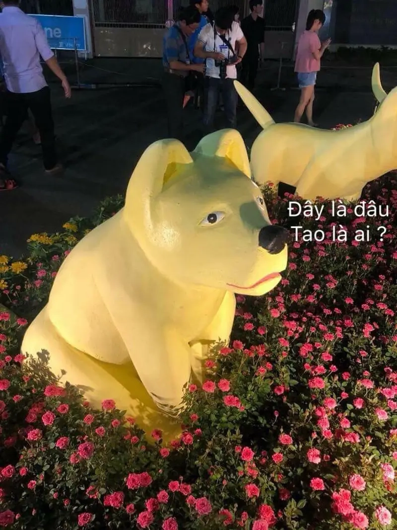 Khám phá meme Không Sợ Chó giúp bạn nổi bật trong cộng đồng mạng