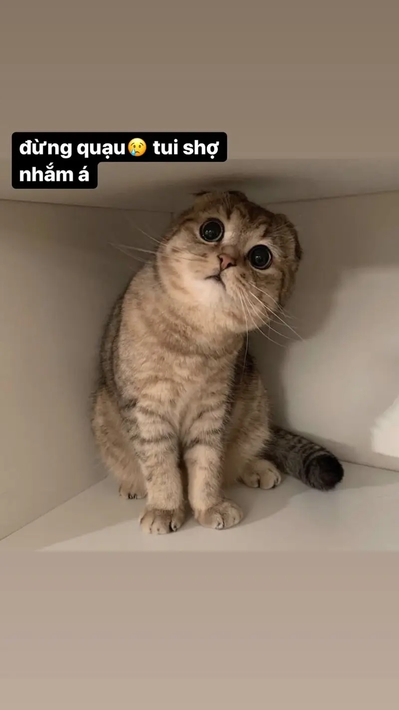 Meme theo nền tảng không thể thiếu meme Facebook siêu hot hiện nay