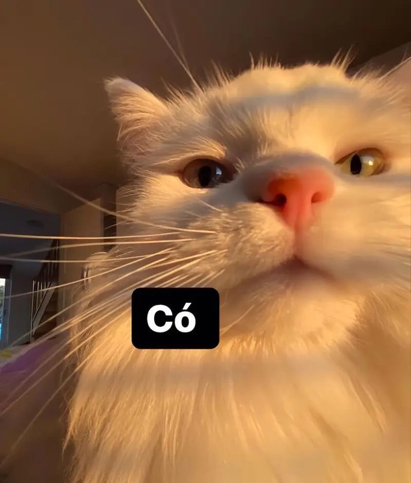 Khám phá meme Facebook giúp bạn nổi bật trên mạng xã hội