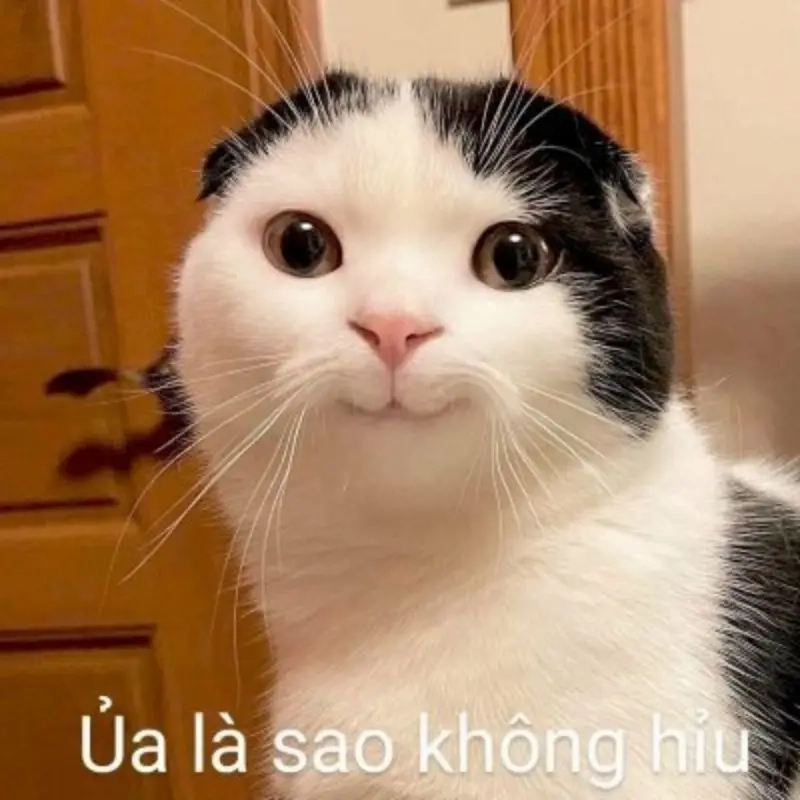 Meme cho bình luận facebook giúp bạn bày tỏ cảm xúc dễ dàng