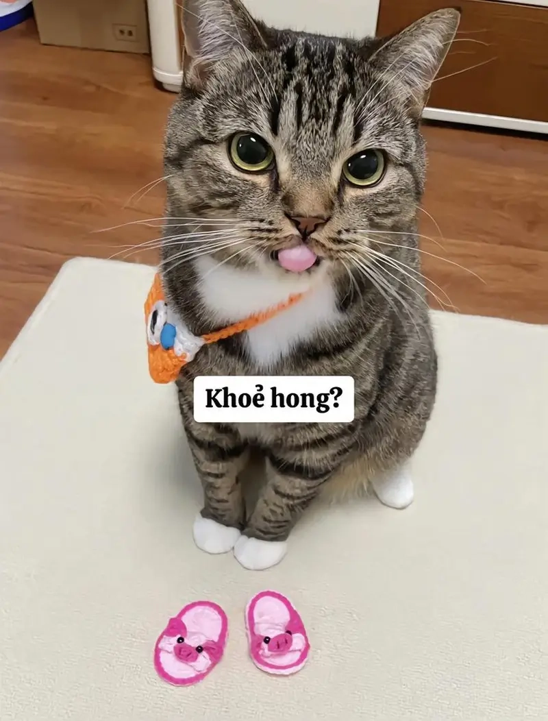 Meme theo nền tảng không thể thiếu meme cho bình luận facebook hot nhất