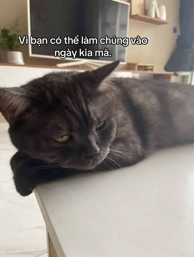 Sử dụng meme cho bình luận facebook để gây ấn tượng với bạn bè