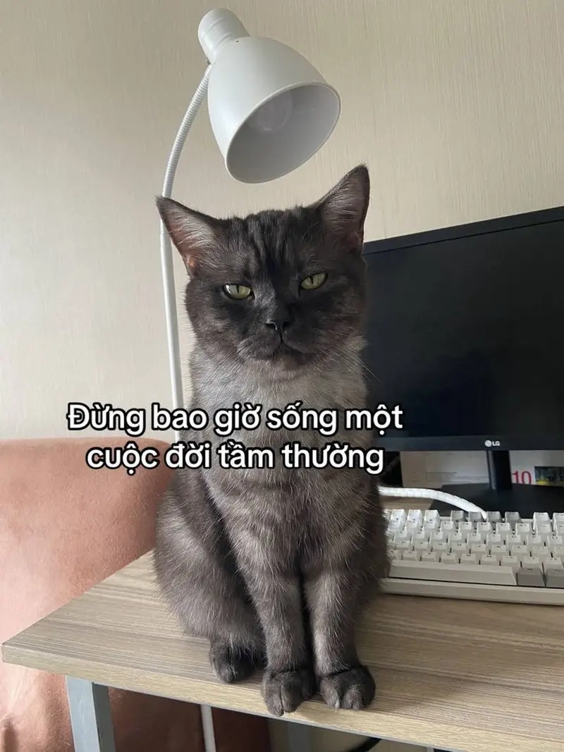 Meme cho bình luận facebook giúp mọi cuộc trò chuyện thêm sinh động