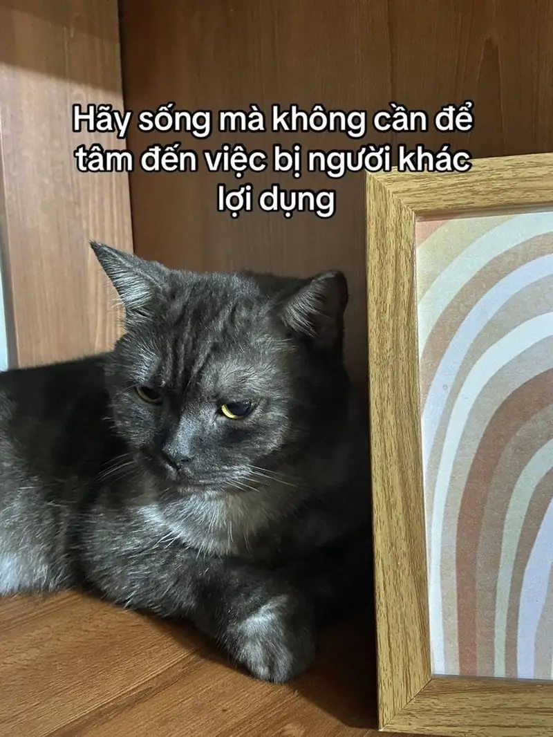 Tải meme cho bình luận facebook chất lượng cao không bị mờ