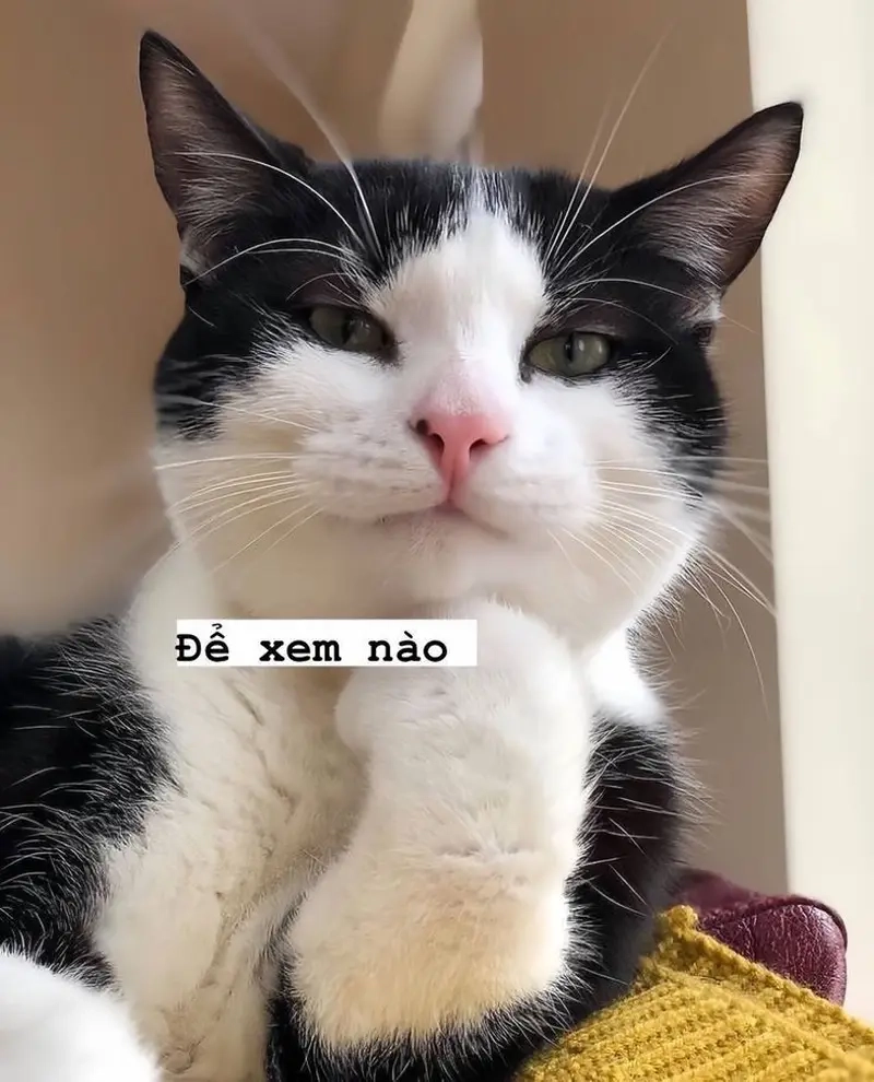 Meme Facebook đa dạng phong cách cho mọi tâm trạng bạn cần