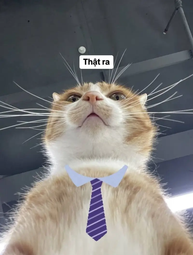 Meme theo nền tảng cực chất với những meme Facebook hài hước