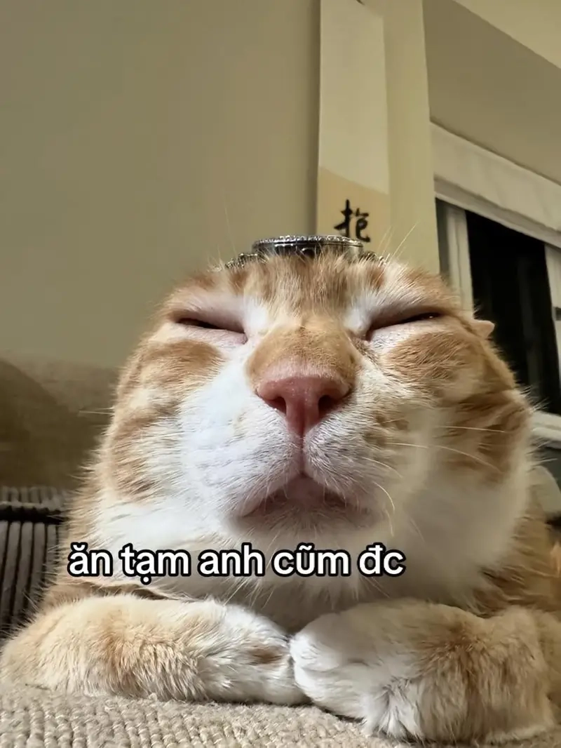 Bộ sưu tập meme Facebook giúp bạn tương tác vui nhộn cùng bạn bè