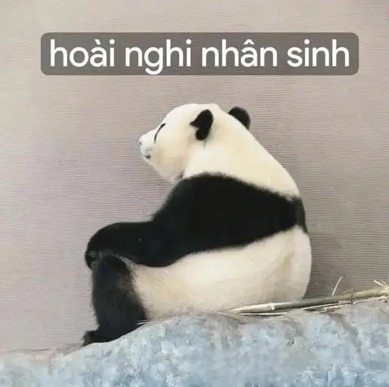 Meme về nhân sinh quan giúp bạn suy ngẫm về giá trị cuộc sống