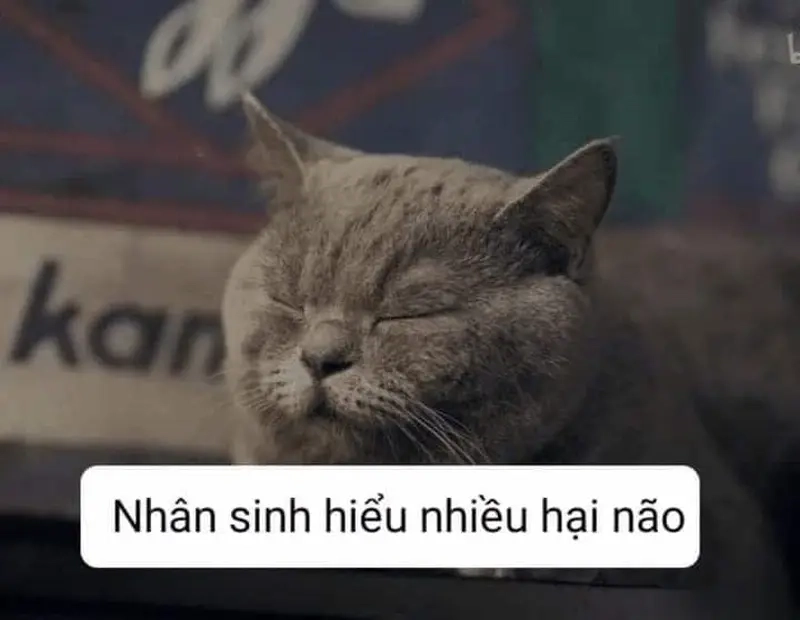 Tạo meme về nhân sinh quan độc đáo và dễ dàng chia sẻ trên mạng