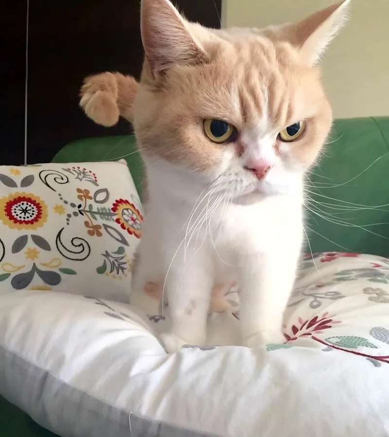 Không thể bỏ lỡ loạt meme tức giận viral cực chất hiện nay