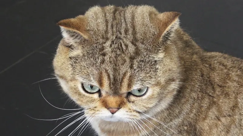 Ghim không nói, nhưng meme ghim nói thay tất cả