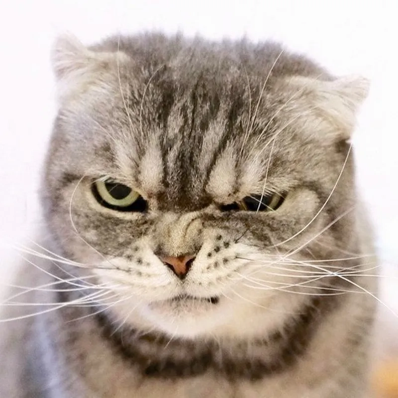 Không quên, chỉ là chưa buông đúng vibe của meme ghim