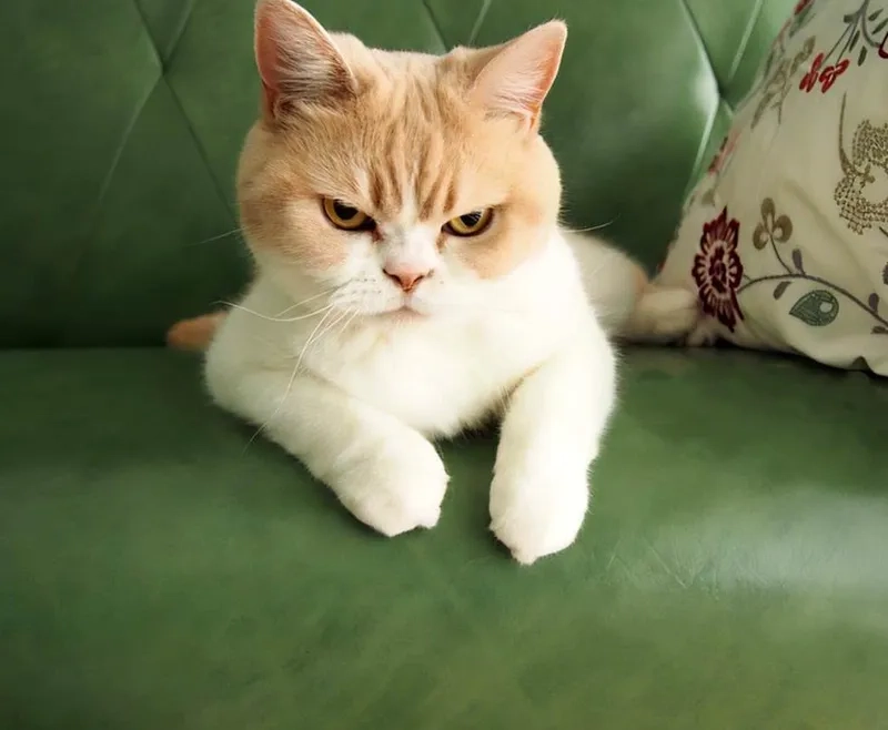 Đừng tưởng tôi hiền meme ghim là minh chứng sống động.