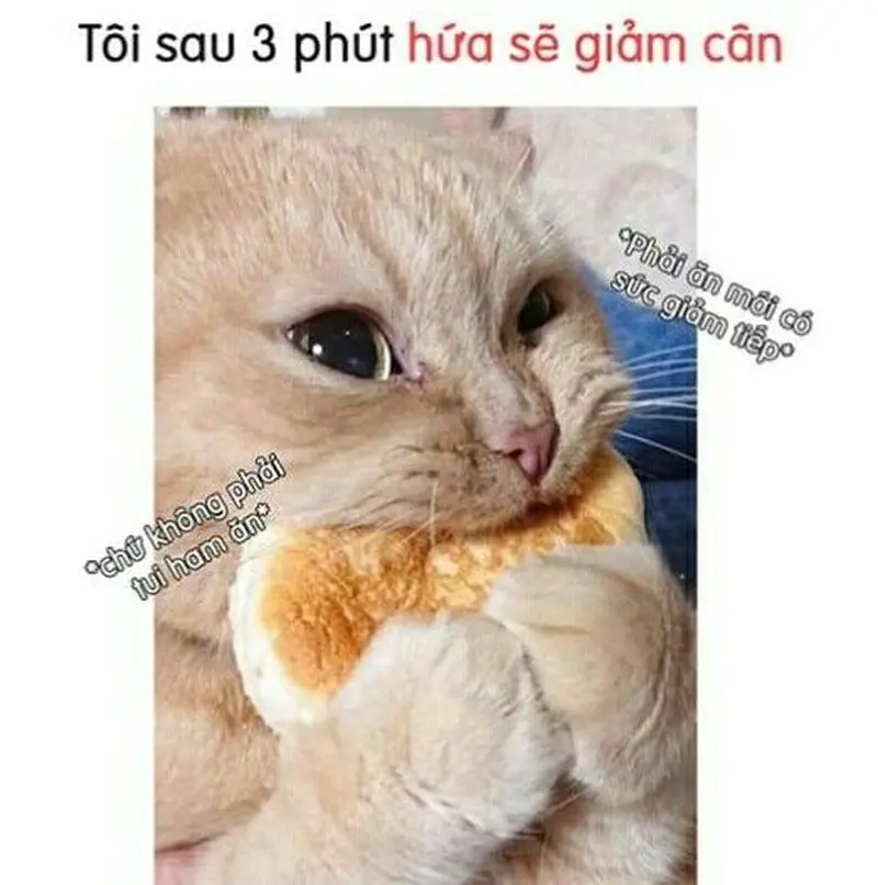 Tổng hợp meme ăn healthy hot trend cho dân mê ăn uống