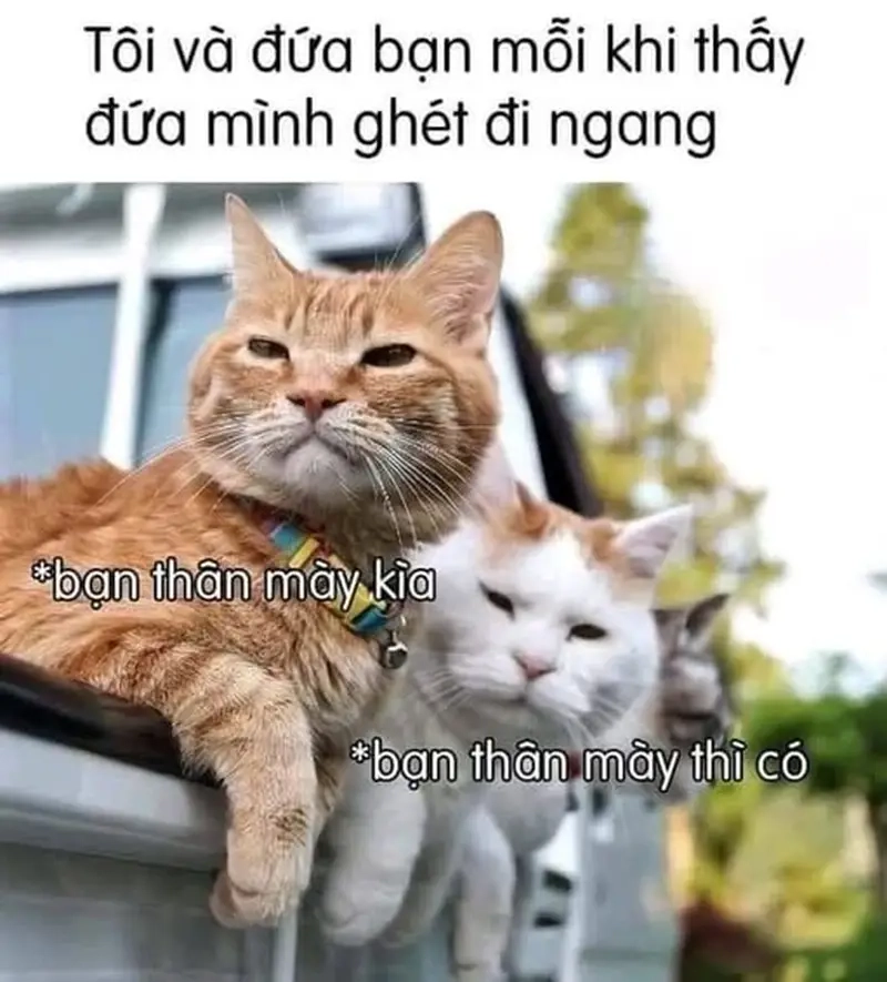 Những pha hài hước qua meme bạn thân là con trai/con gái cực duyên
