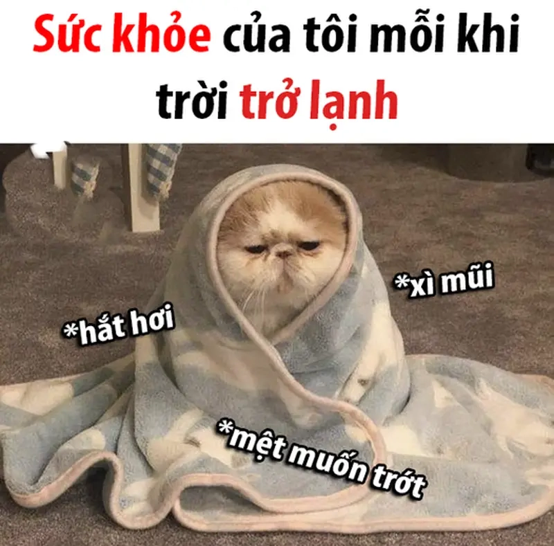 Meme trời lạnh co ro khiến bạn muốn ôm chăn suốt ngày không rời