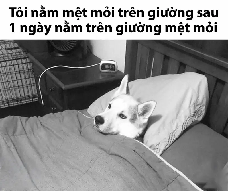 Meme nằm trên giường kết nối những người cùng chung tâm trạng “lười”