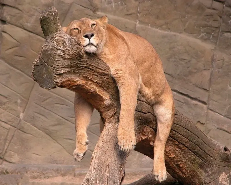 Thích thú với meme lười chảy thây, cảm nhận sự thư giãn đúng nghĩa