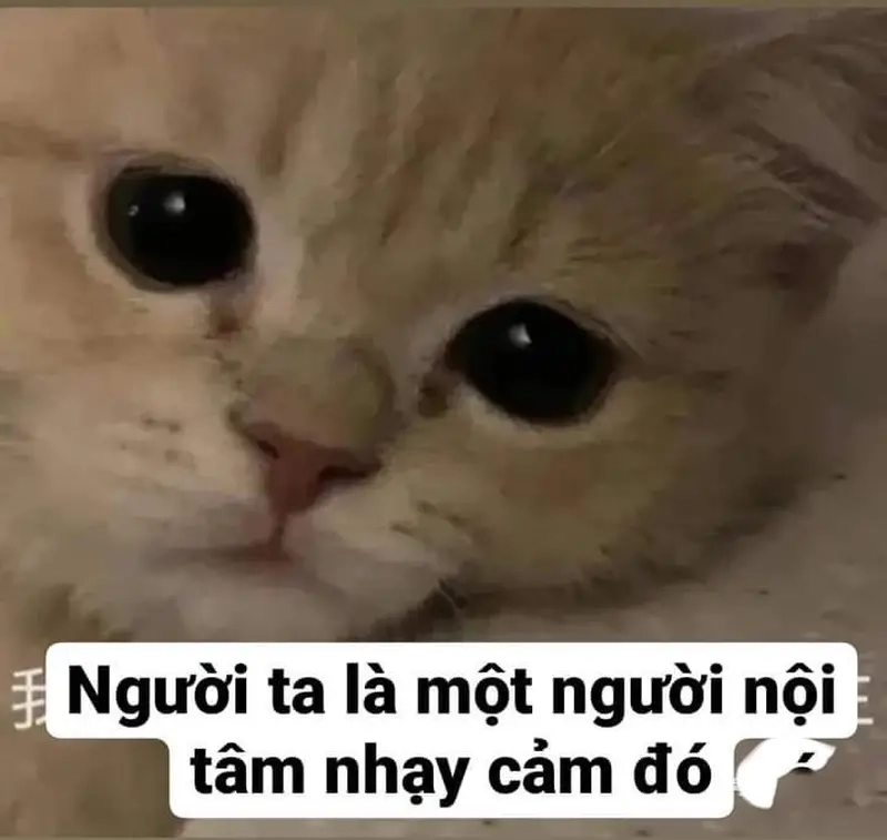 Nhìn thấy ai buồn cũng ảnh hưởng cảm xúc meme người nhạy cảm (HSP)