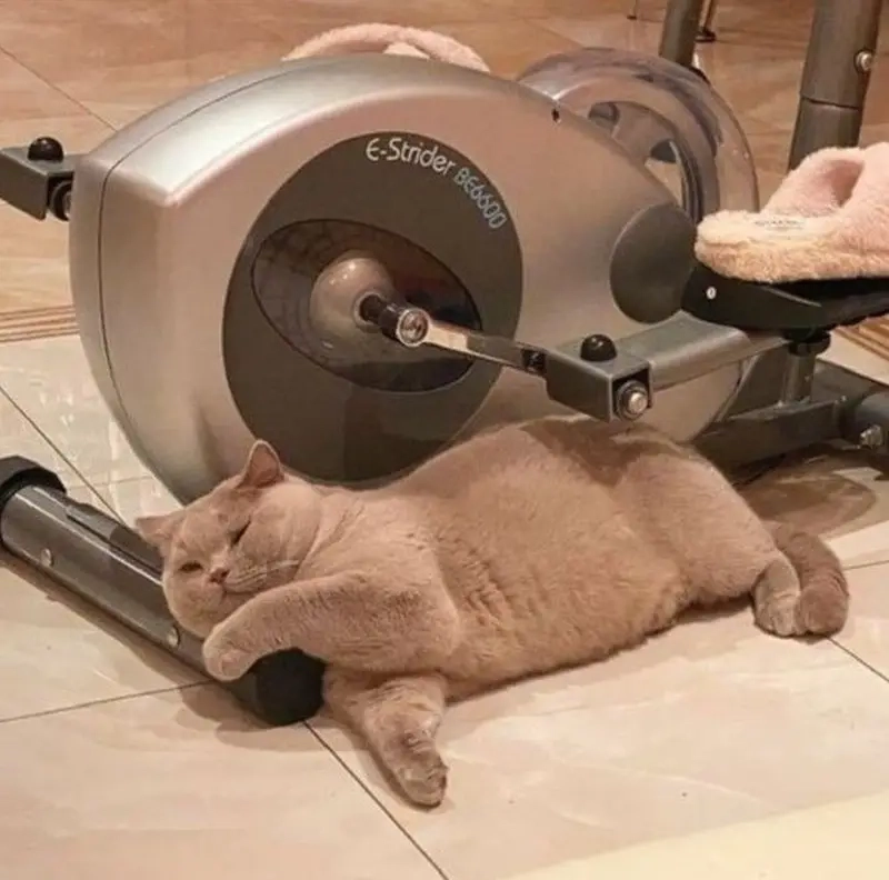 Đừng để meme nghỉ tập một hôm phá hỏng kế hoạch của bạn