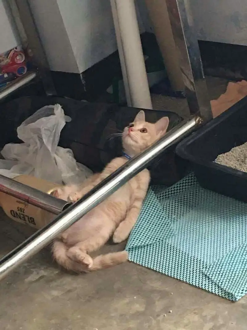 Ai cũng từng trải qua meme nghỉ tập một hôm đầy tiếc nuối