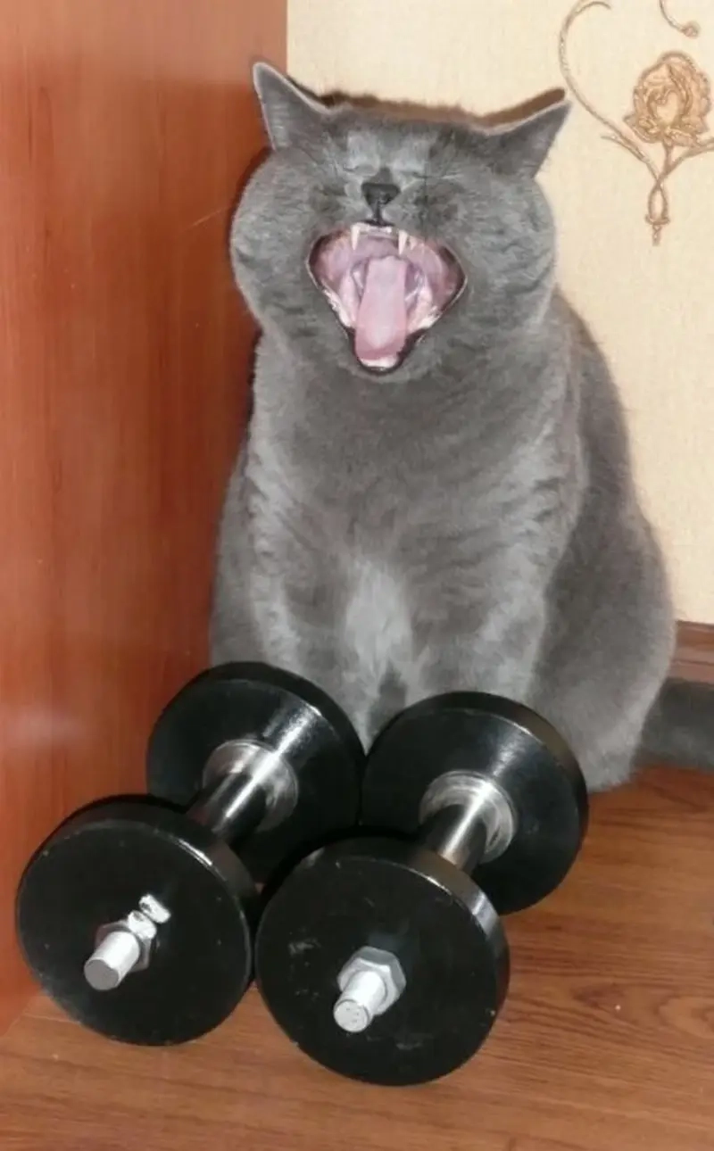 Mỗi lần meme nghỉ tập một hôm là một lần chiến đấu tư tưởng