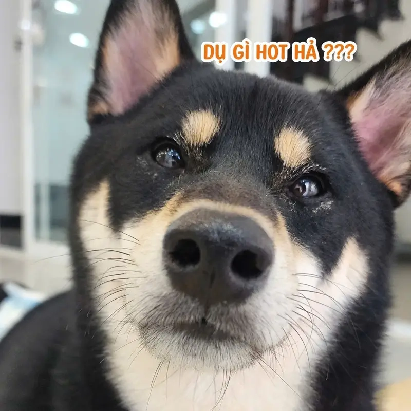 Meme boss (chó, mèo) có thể biến ngày buồn thành vui trong tích tắc