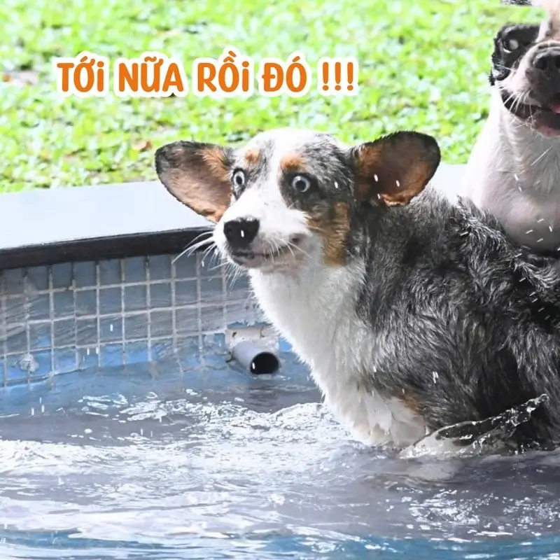 Boss (chó, mèo) với thái độ không thể nhầm lẫn meme boss 