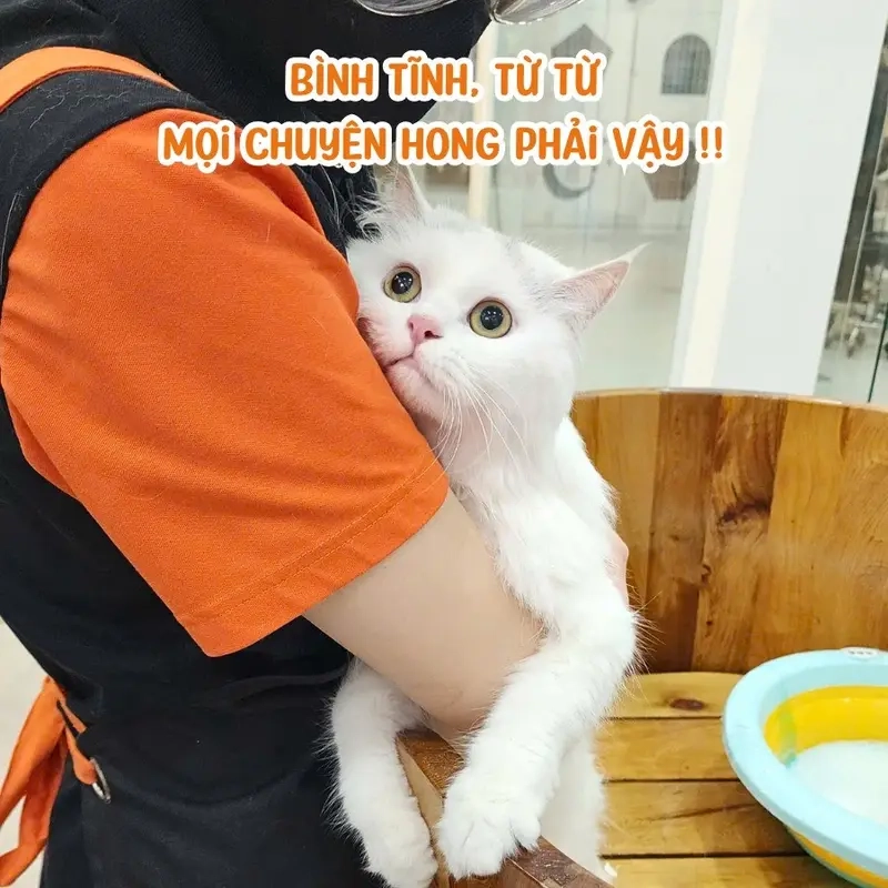 Con sen luôn là người phục vụ trung thành của boss (chó, mèo) meme boss 