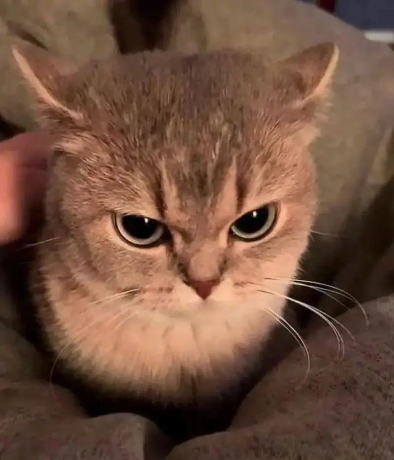 Không ai biết boss dỗi từ khi nào meme khi boss dỗi