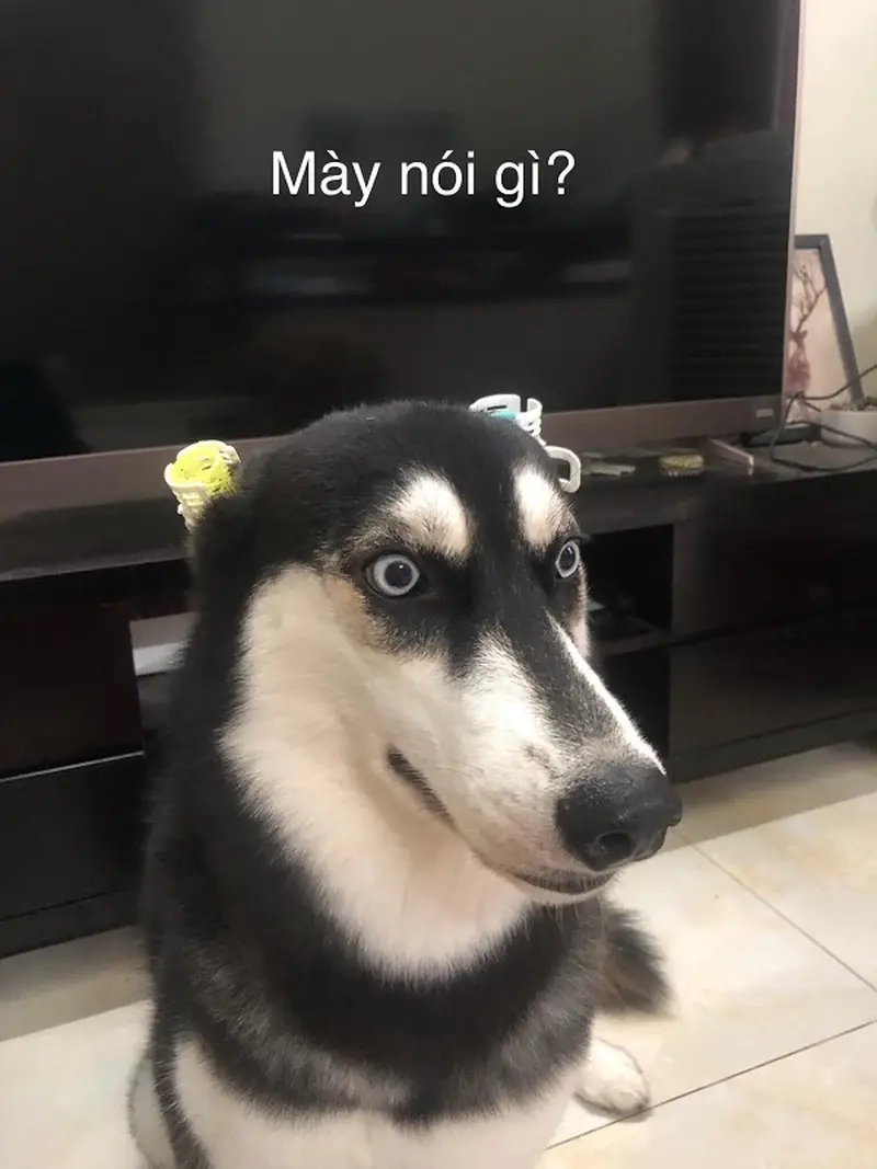 Biểu cảm không đỡ nổi của meme chó ngáo husky
