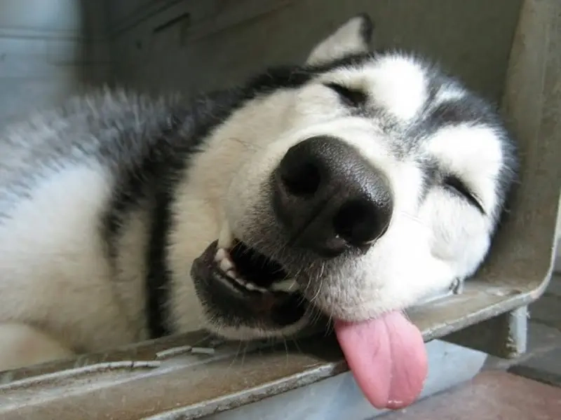 Chó ngáo husky luôn là tâm điểm của meme về thú cưng