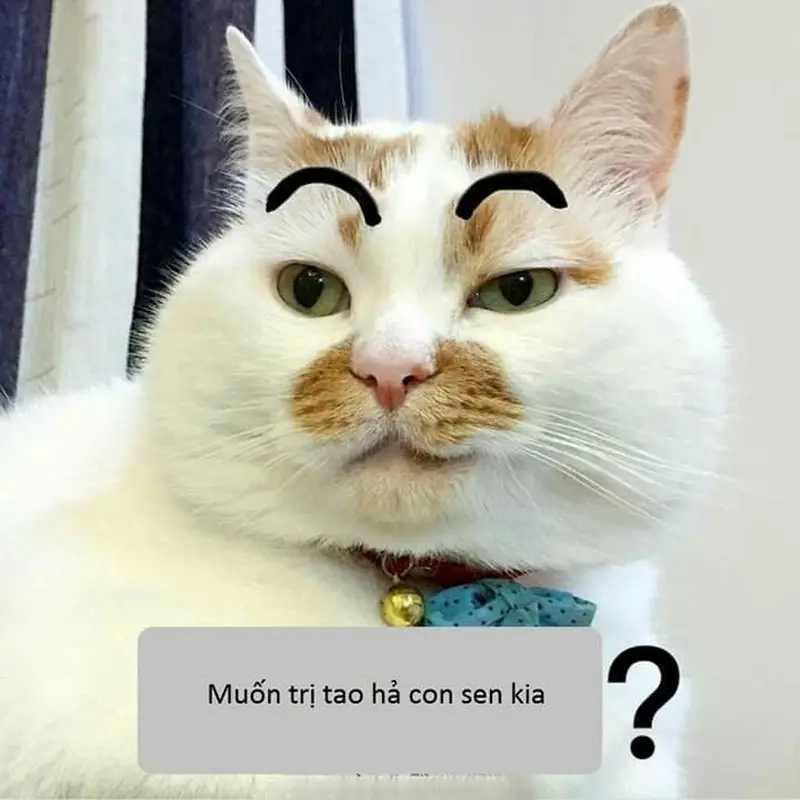 Khi con sen phát hiện boss lại ăn vụng meme con sen