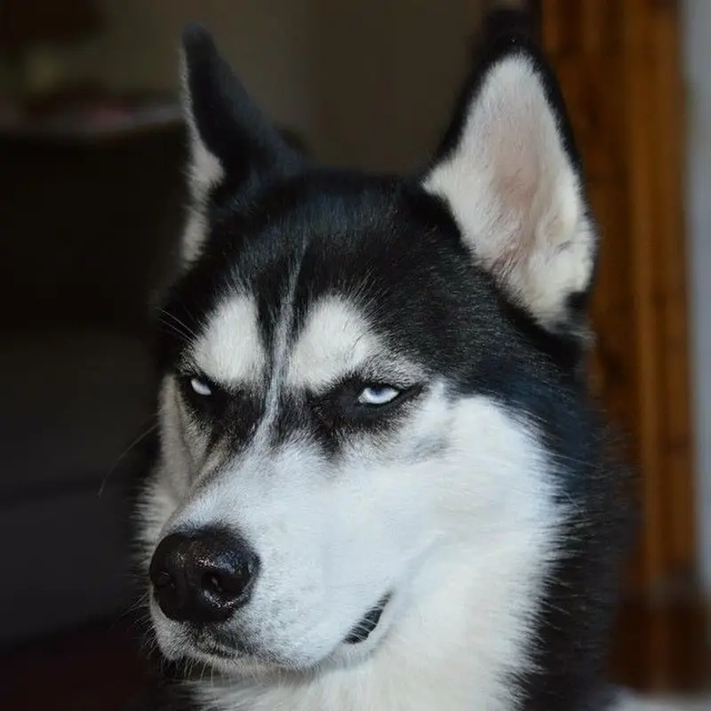 Khi chó ngáo husky gặp đồ chơi mới là meme chó ngáo husky