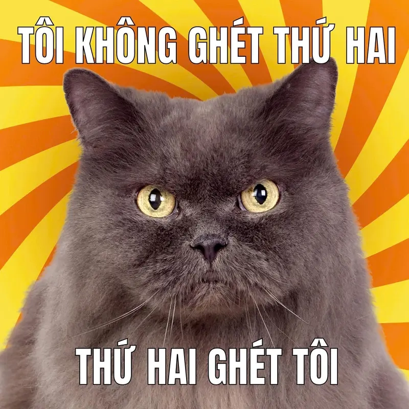 Chỉ có meme mèo Anh lông ngắn mới đủ “chất” để làm siêu sao