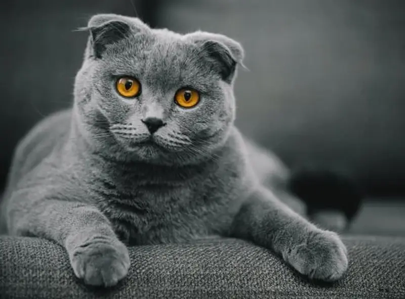 Meme mèo Anh lông ngắn luôn khiến trái tim con sen tan chảy