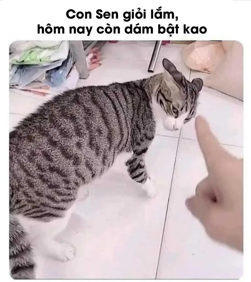 Nghề chính của meme con sen là làm tài xế cho boss