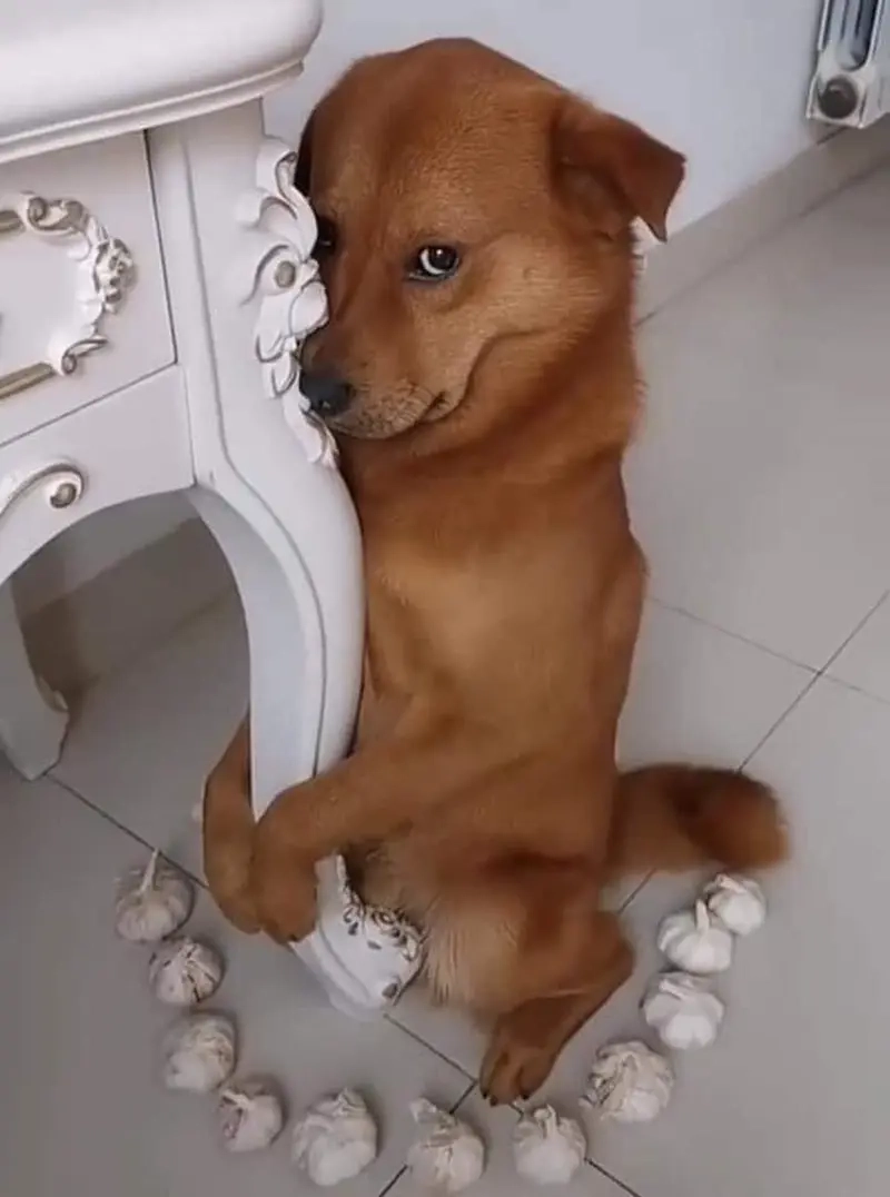 Dù mệt nhưng vẫn yêu boss, meme dọn 