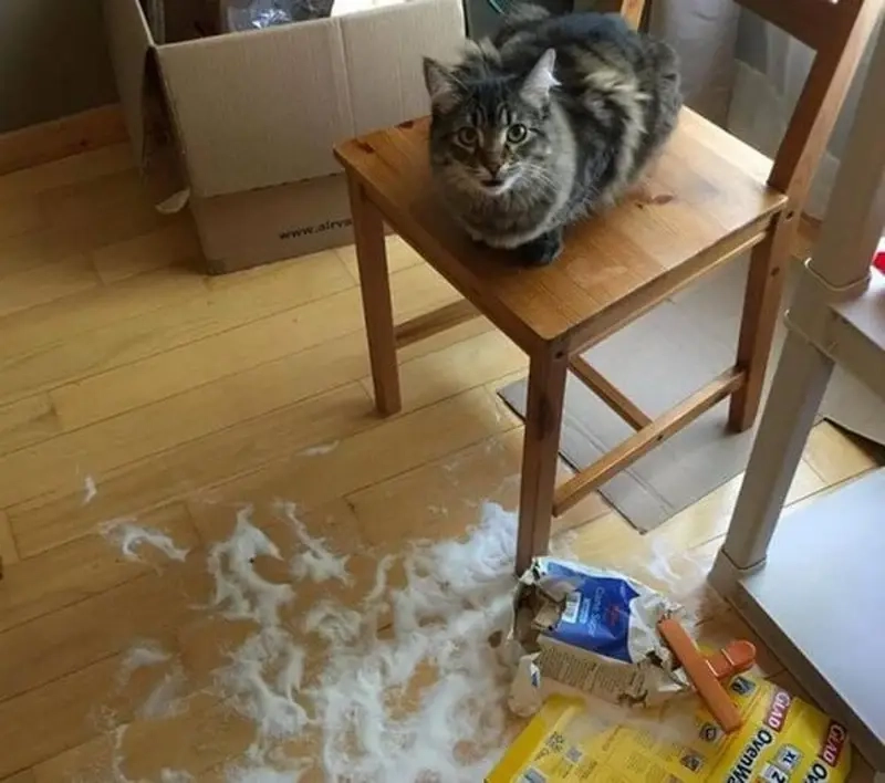 Boss phá nhà không bao giờ biết mệt meme thú cưng phá nhà