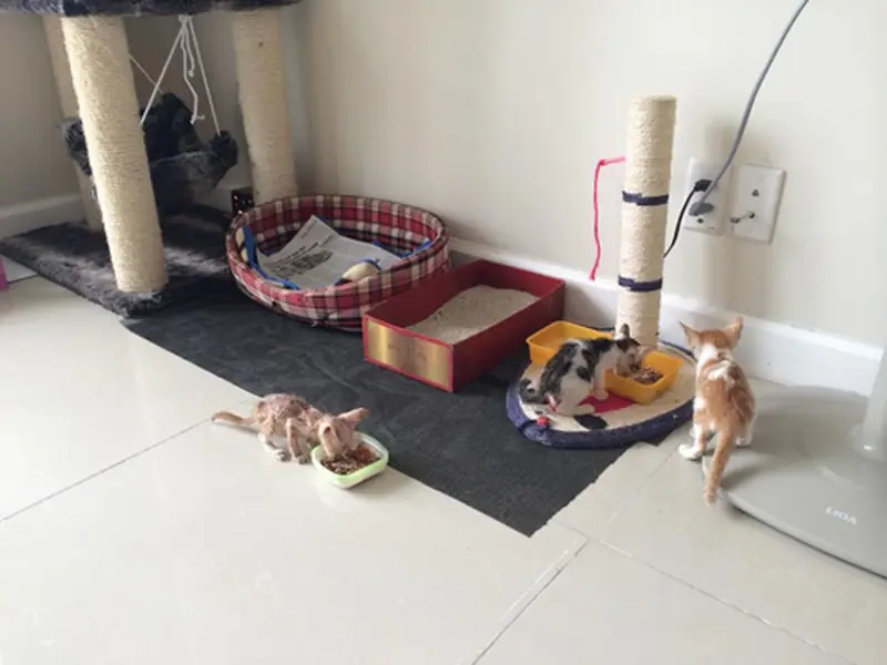 Dù phá nhà nhưng boss vẫn được yêu thương meme thú cưng phá nhà