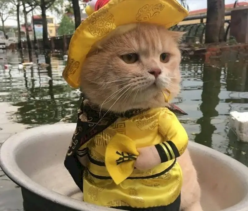 Meme về thú cưng hoàng thượng (mèo) luôn làm chủ cuộc chơi