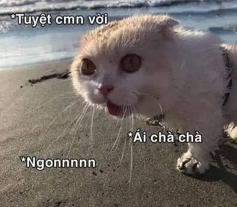 Cảm ơn vì đã cố gắng meme tuyệt vời dành cho bạn!