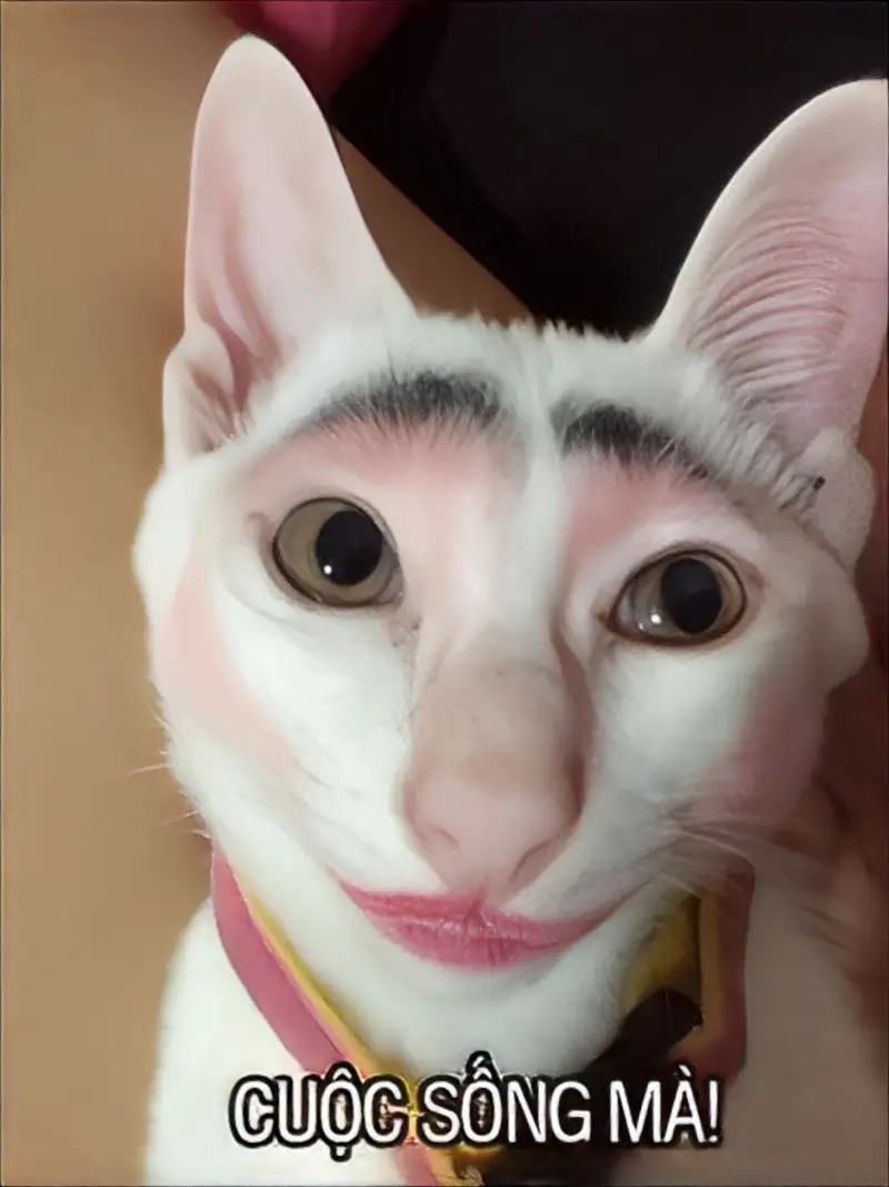 Bộ sưu tập ảnh chế meme đa dạng phục vụ mọi nhu cầu giải trí