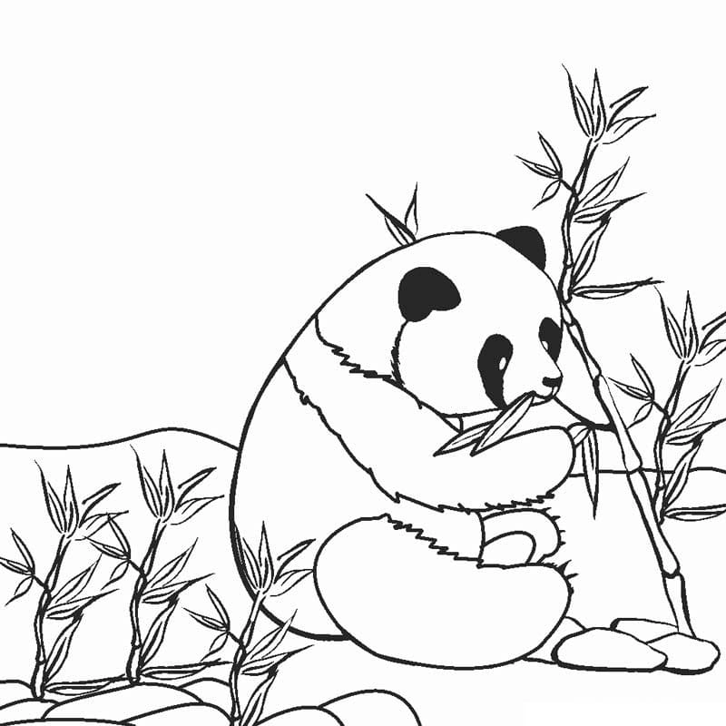 Bé làm quen với thiên nhiên qua bộ gấu trúc tô màu siêu dễ thương