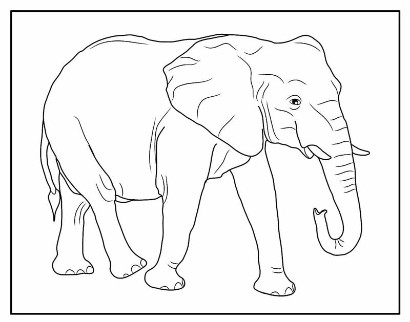 Tranh đẹp và đơn giản giúp bé tô màu hình con voi trong bộ tranh tô màu con voi
