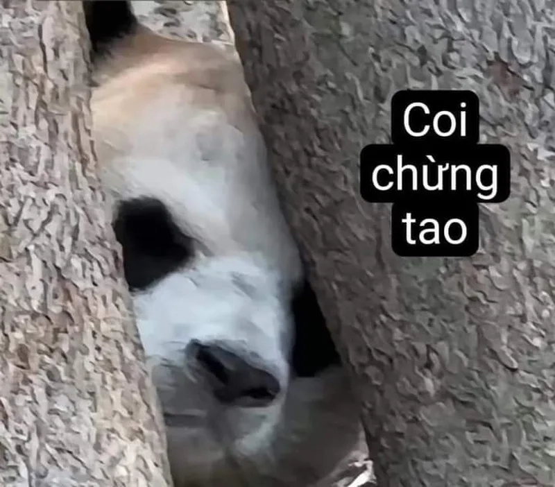 Cười xỉu với ảnh chế meme gấu trúc bựa weibo