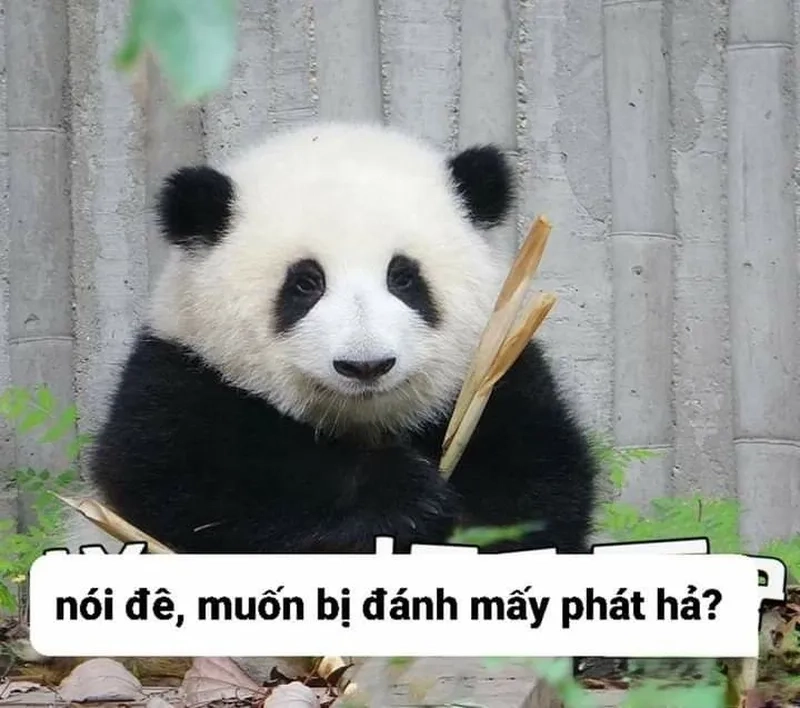 Lạc vào thế giới hài hước của ảnh meme gấu trúc