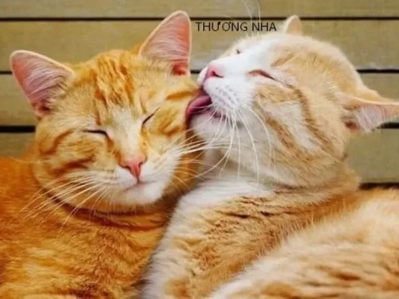 Chia sẻ niềm vui với an ủi meme chất lượng cao